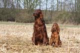 SETTER IRLANDAIS 446